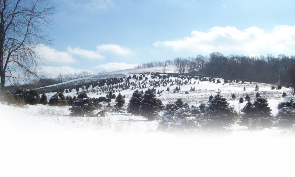 Candle Tree Farm Family Owned ChooseandCut Christmas Tree Farm